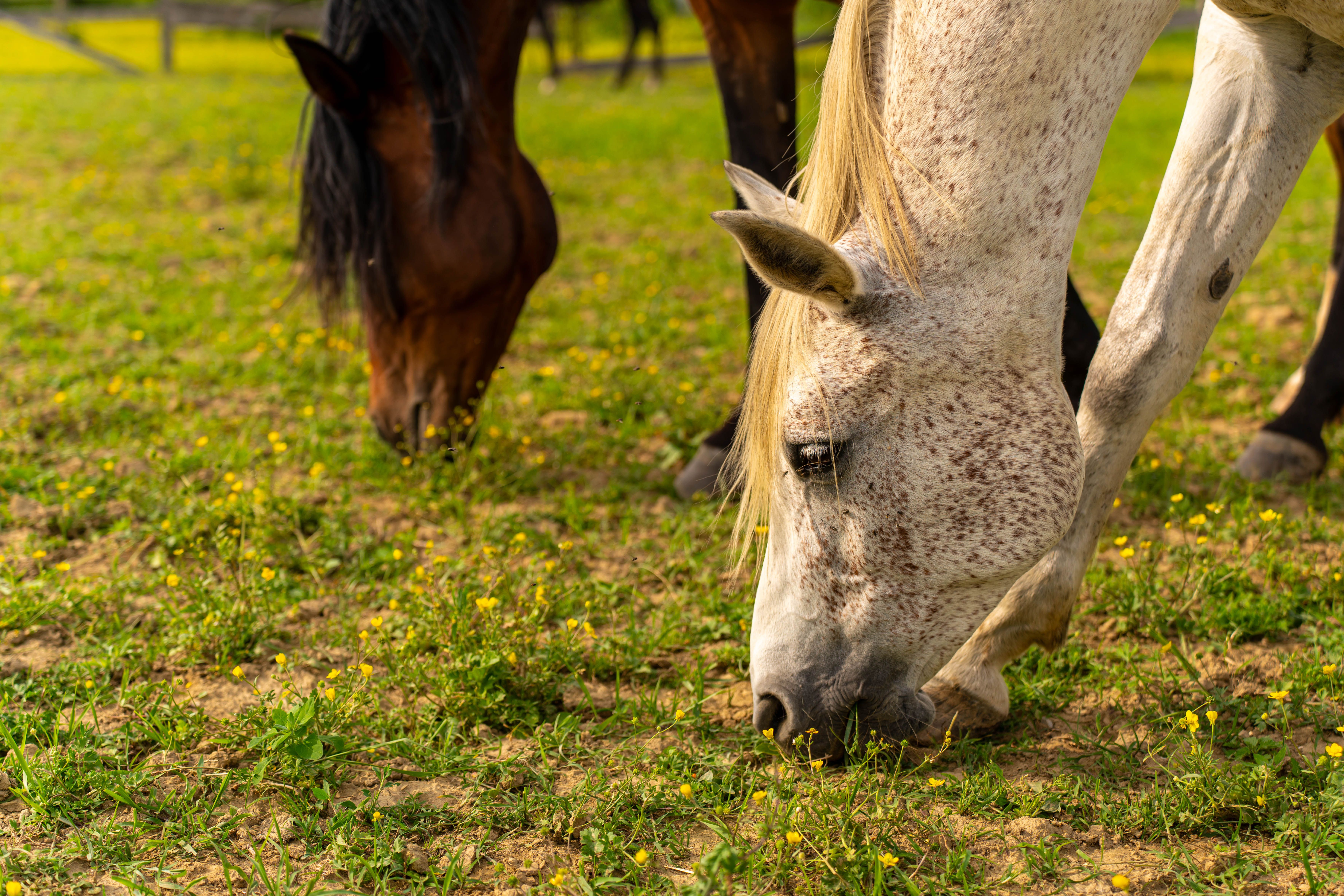 Picture of Horses Eating Grass · Free Stock Photo