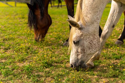 Free Two horses grazing in a sunlit pasture, surrounded by wildflowers and lush greenery. Stock Photo