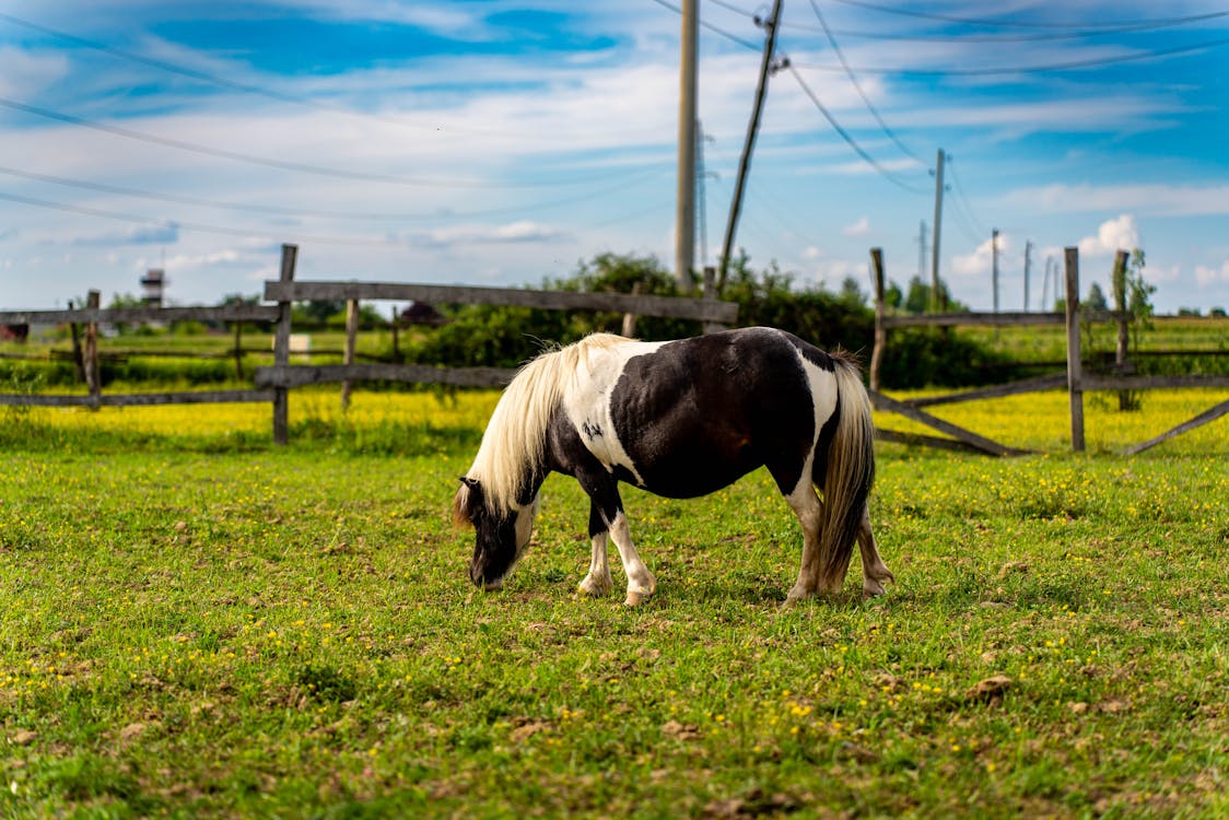 Gratis stockfoto met akkerland, beest, boerderij