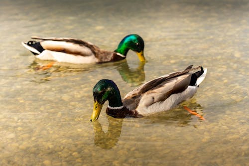 bilardo, dalmak, erkek ördek içeren Ücretsiz stok fotoğraf