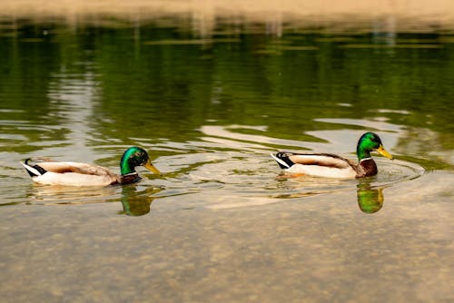 Gratis stockfoto met aviaire, biljarten, buiten