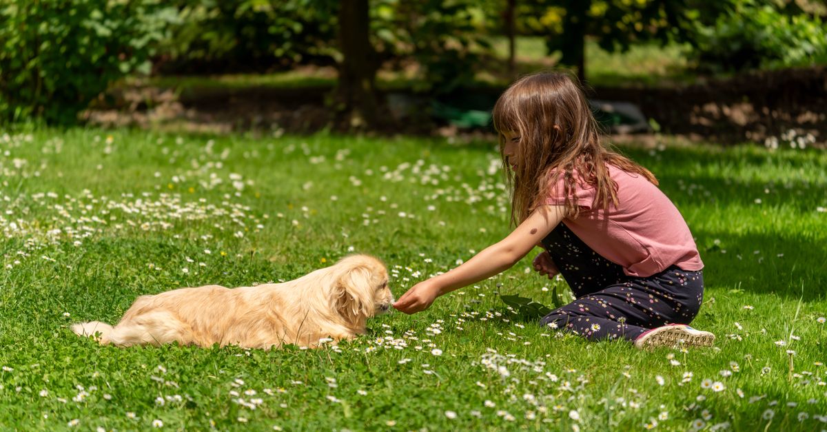 How to Choose the Right Pet for Your Family