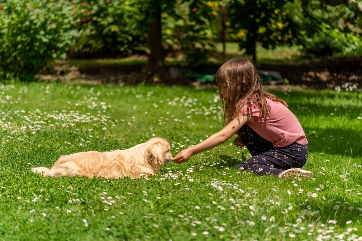 Child playing safely with a puppy on a treated lawn