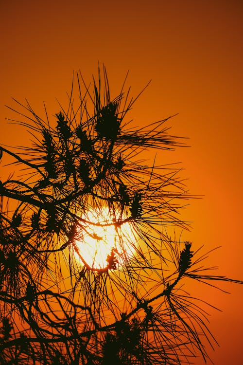 Безкоштовне стокове фото на тему «Захід сонця, захід сонця небо, захід сонця фону»