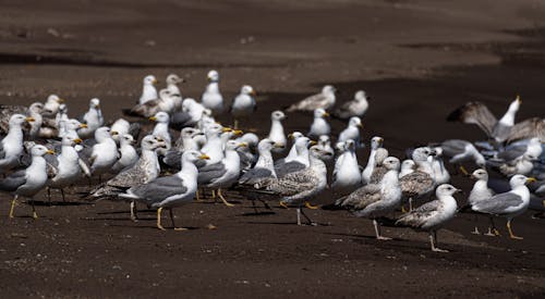 Free stock photo of beachseagulls, flack of birds, seagulls