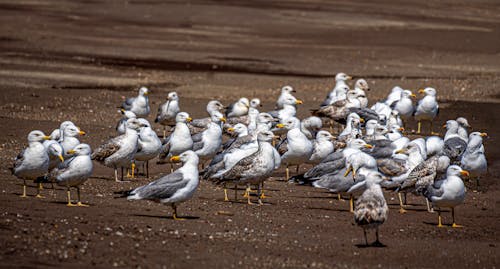 Seagulls 1