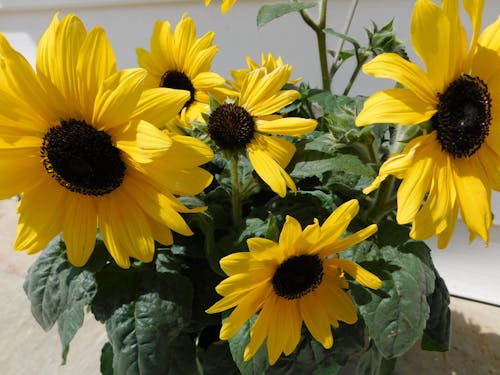 small sunflowers, 2024,