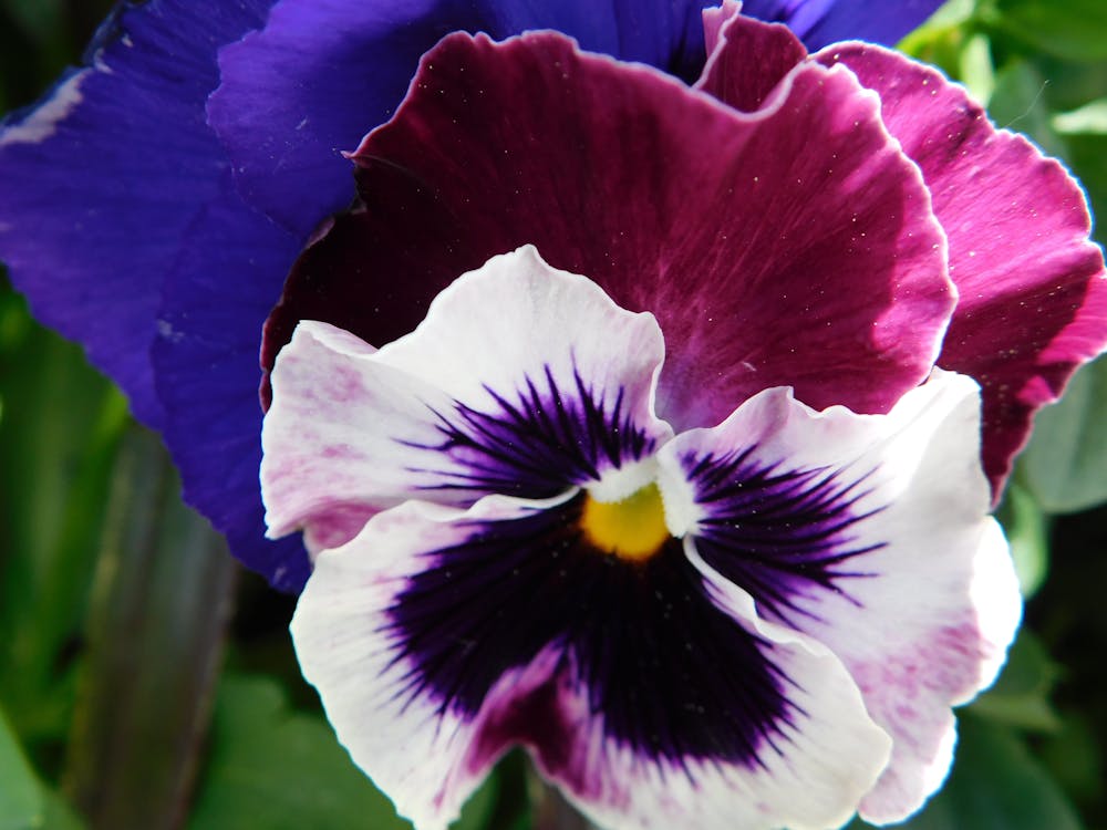 multicolour pansies,