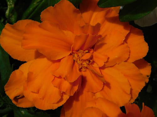 large marigold,