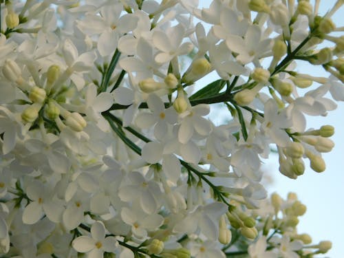 white lilac, 2024,