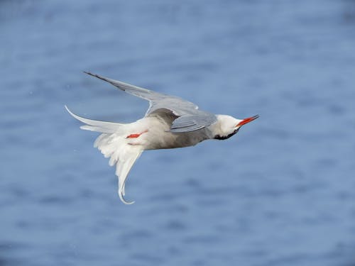 Kostenloses Stock Foto zu atlantischer ozean, flexibilität, fliegender vogel