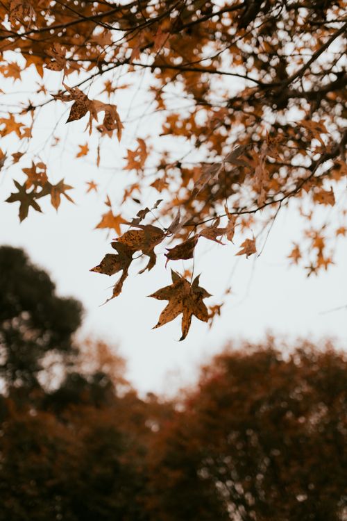 Free Vibrant autumn leaves hanging on branches against a blurred forest background, showcasing nature's beauty. Stock Photo