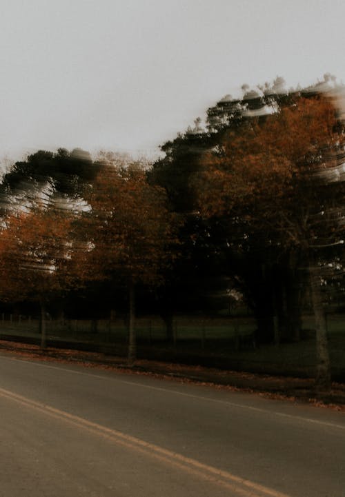 Darmowe zdjęcie z galerii z asfalt, droga, drzewo