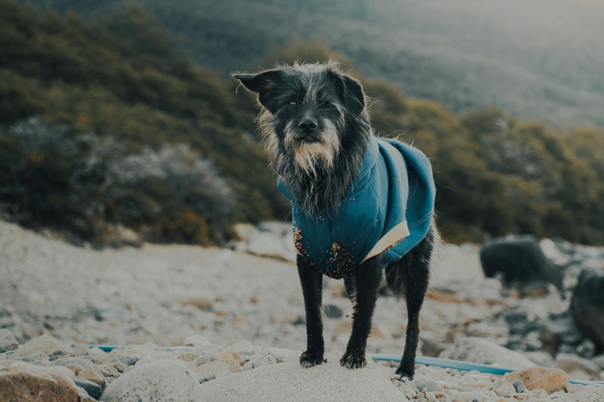 Dog in Clothes on Stones