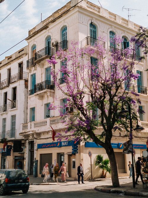 Free Vibrant urban street view with a purple-flowered tree and elegant architecture, perfect for spring themes. Stock Photo