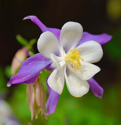 Immagine gratuita di colombina, fiore, fiore che sboccia