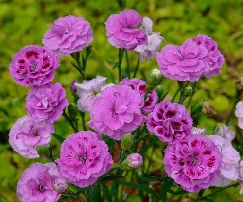 Kostenloses Stock Foto zu abonnieren, blühen, blühende blumen