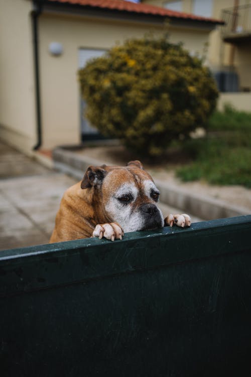 Kostenloses Stock Foto zu haustier, hund, neigung