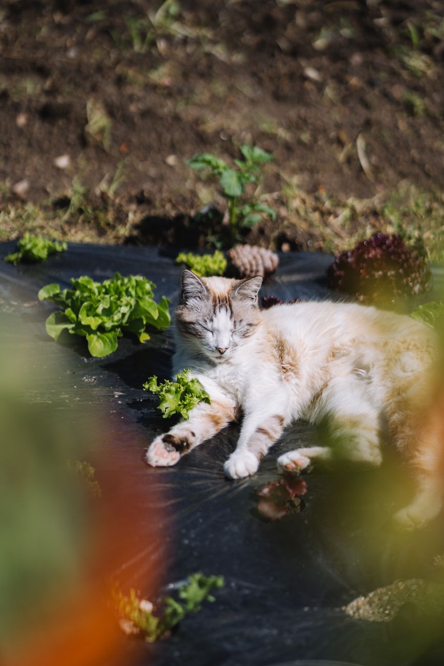 Preventing Cats from Using Your Vegetable Beds as a Litter Box: Humane, Organic Solutions for Protecting Plants and Soil