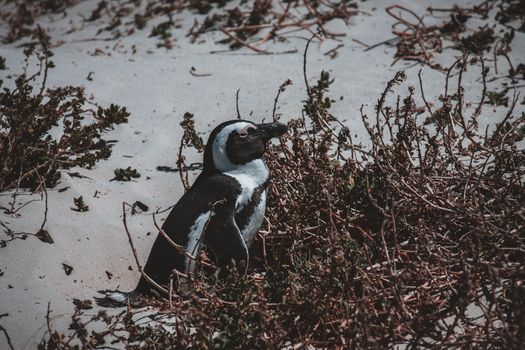 penguin photo