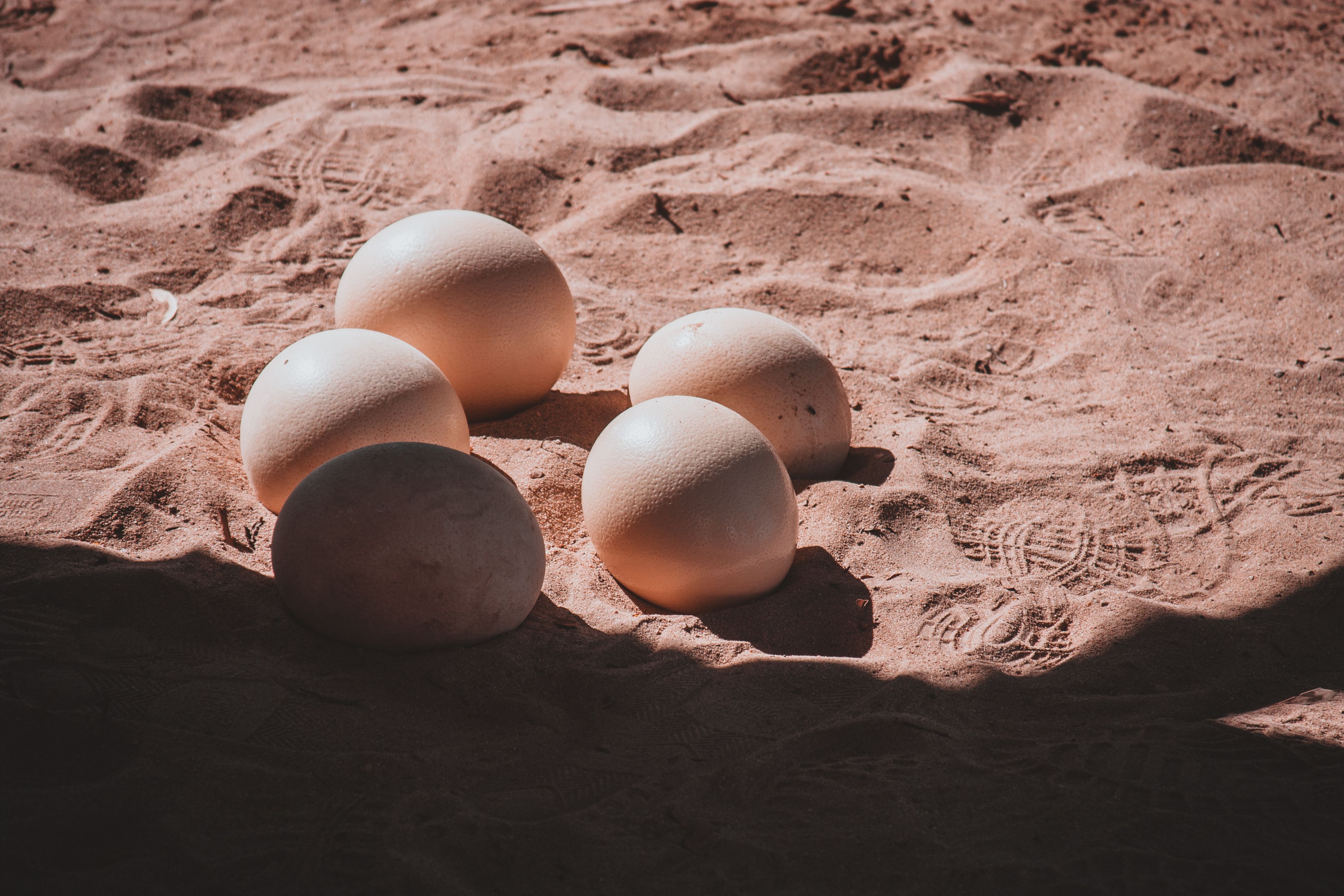 Ostrich Eggs in South African Sand · Free Stock Photo