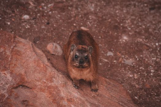 Curious Hyrax Closeup in South Africa