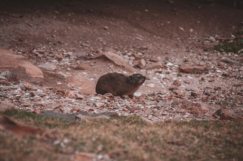 Free Close-up of a hyrax in a rocky terrain, showcasing its natural habitat and environment. Stock Photo
