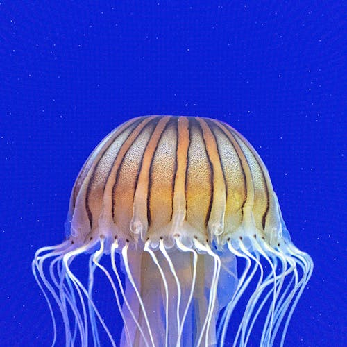 Foto profissional grátis de água-viva, animal aquático, animal marinho