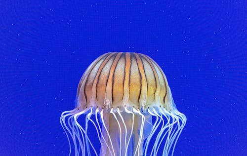 Striped Jellyfish 2