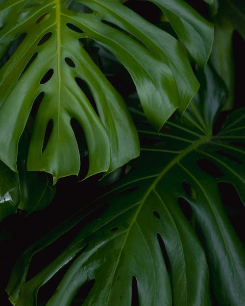 Monstera