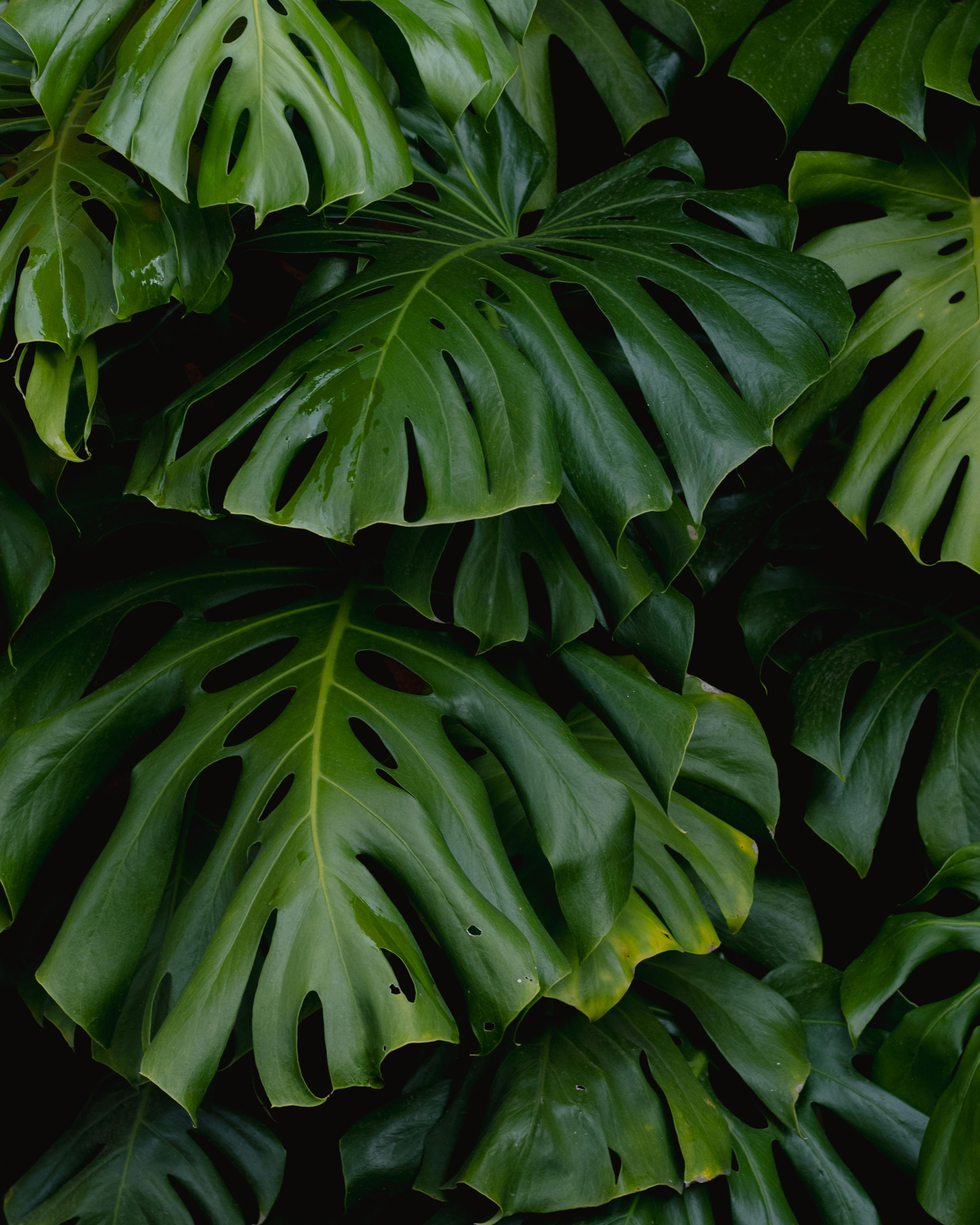 Vibrant monstera leaves showcasing natural beauty and lush greenery in an outdoor setting.