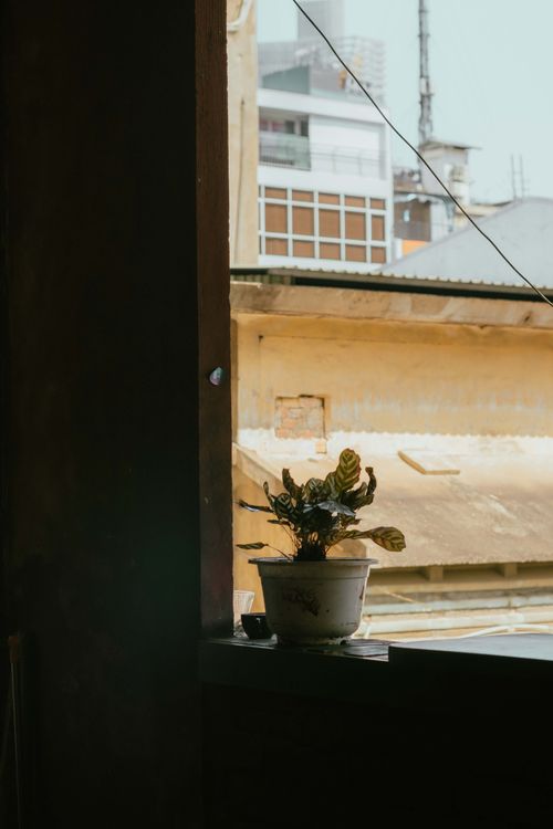 Free A potted plant sits on a windowsill overlooking urban rooftops in Ho Chi Minh City. Stock Photo