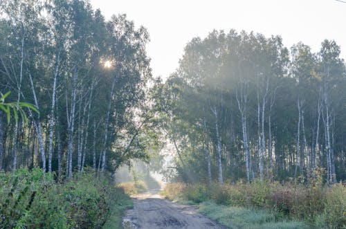 Free stock photo of beautiful, foggy morning, green