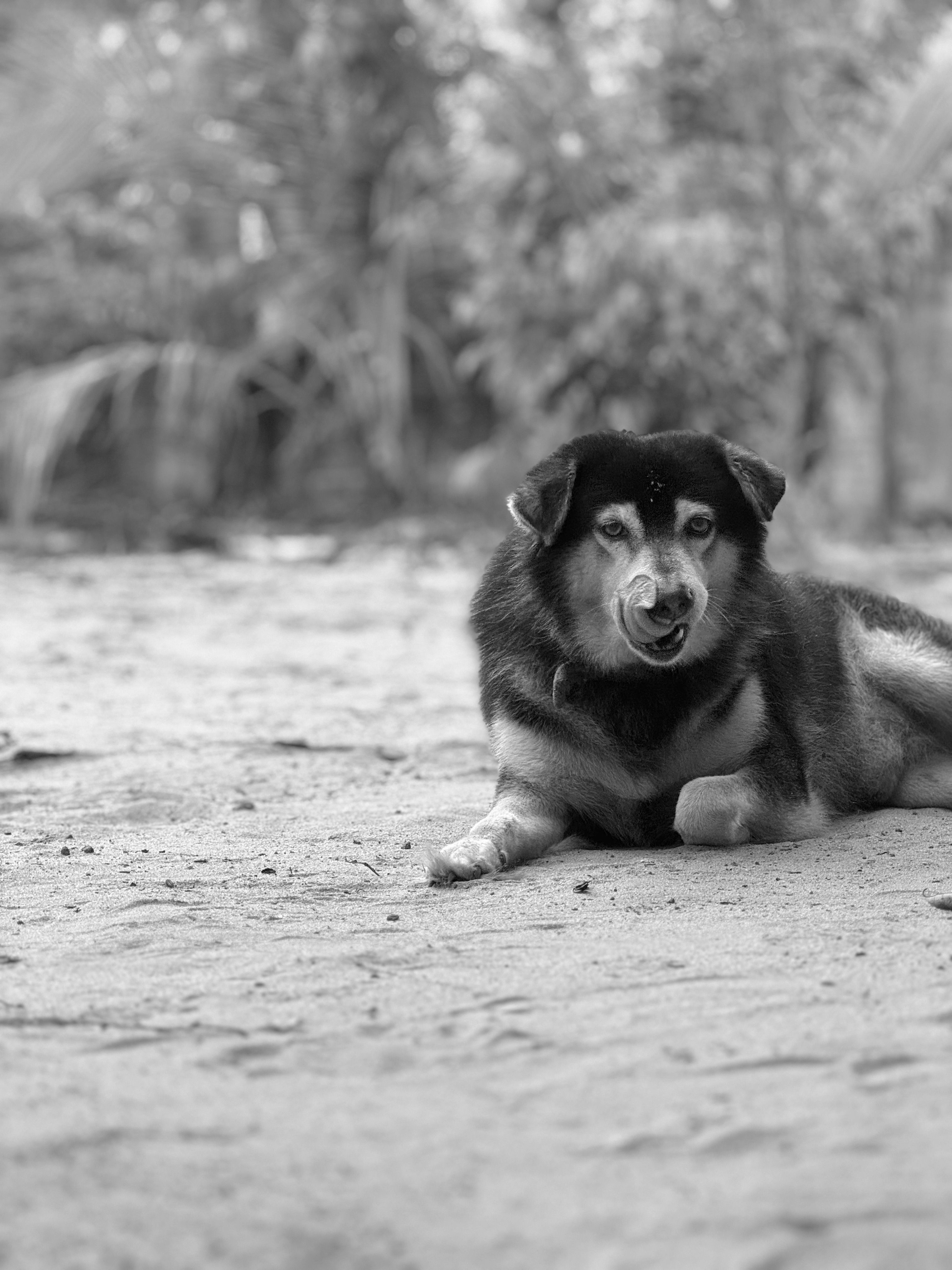 Dog on a Path in Black and White · Free Stock Photo