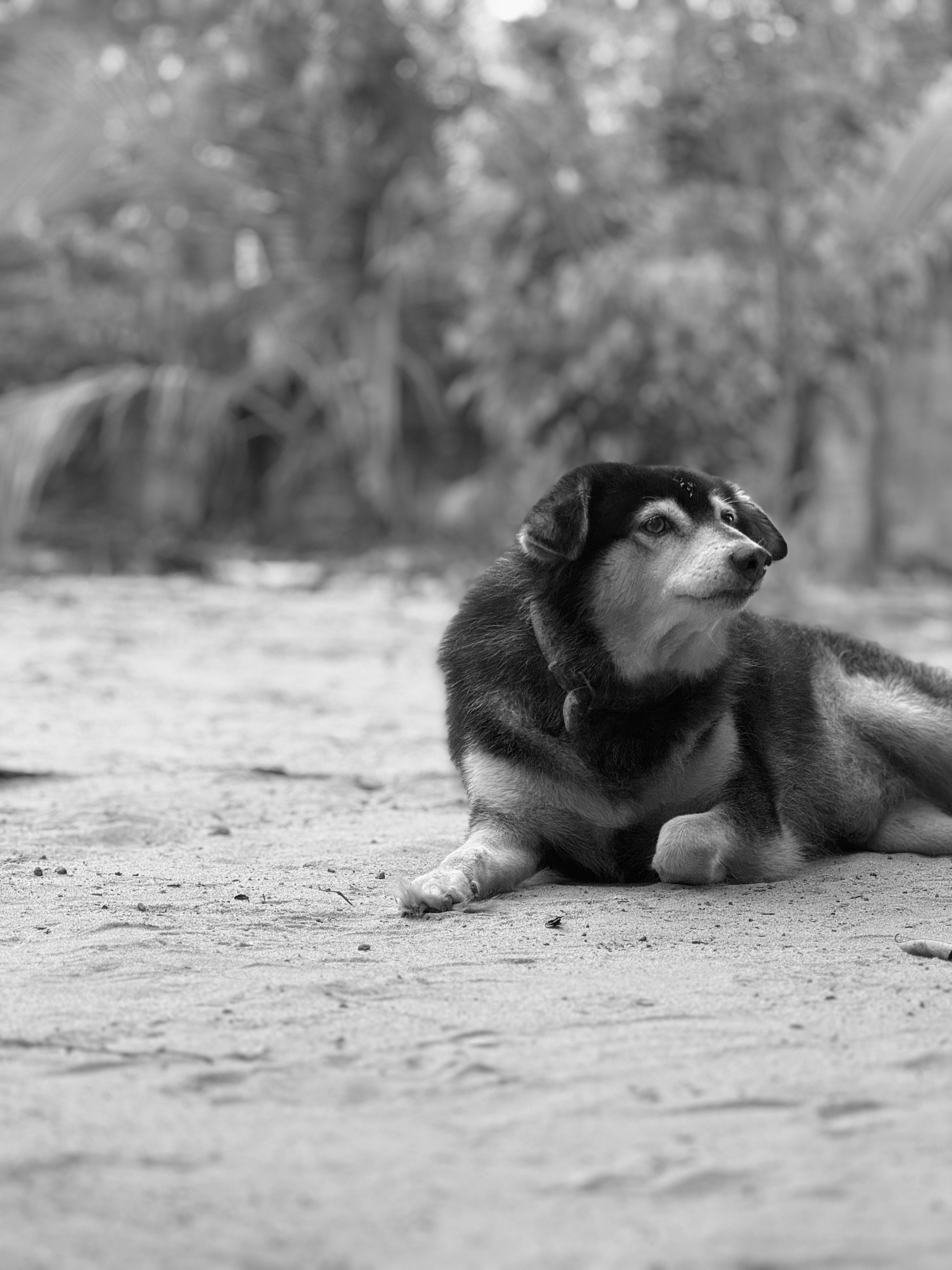 Dog on a Path in Black and White · Free Stock Photo