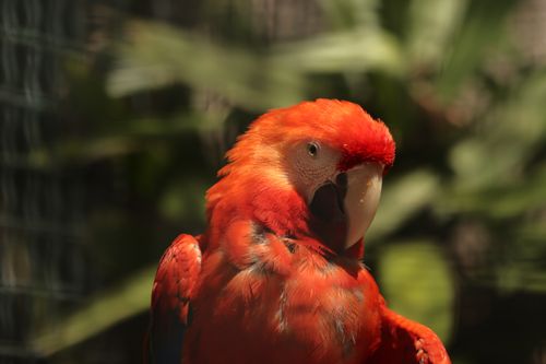 Free Close-up of a vibrant scarlet macaw in Lisbon Zoo, showcasing its brilliant red plumage and jungle setting. Stock Photo