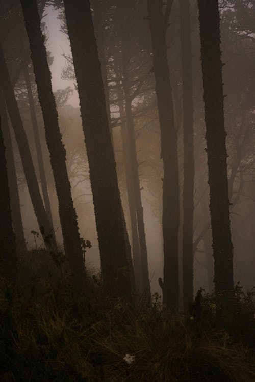 Darmowe zdjęcie z galerii z adnveture w lesie, drewno, drzewo
