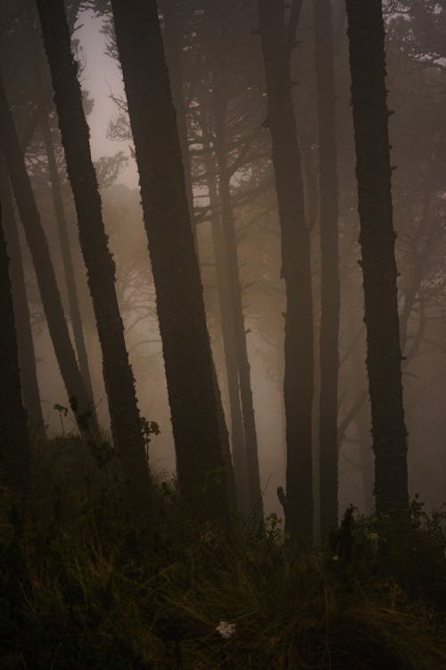 Tarde nublada en el bosque