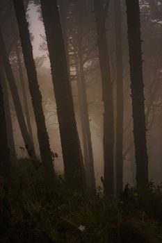 Serene misty forest scene on Acatenango, showcasing natural tranquility and mystery.