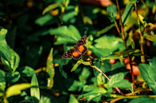 A small orange and black butterfly sitting on a green leaf