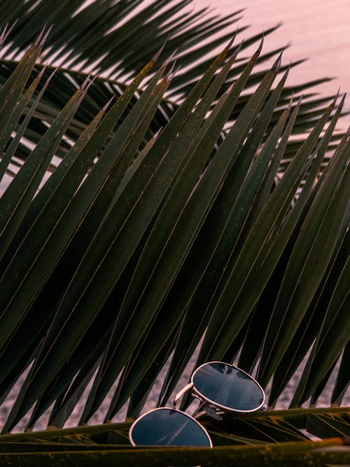 Free stock photo of beach, colorful sunglasses, palm