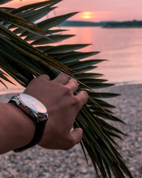 Free stock photo of ocean, palm, palmtree