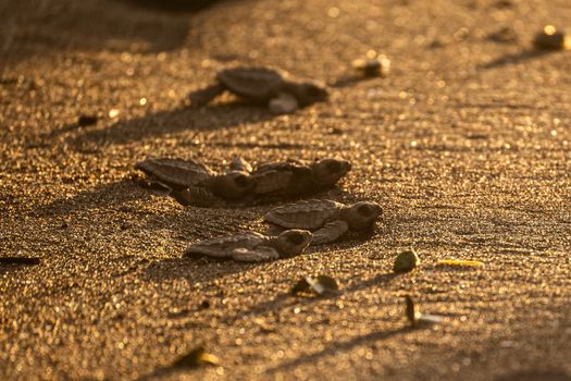 A group of hatchling sea turtles make their way across a sandy beach at sunrise.