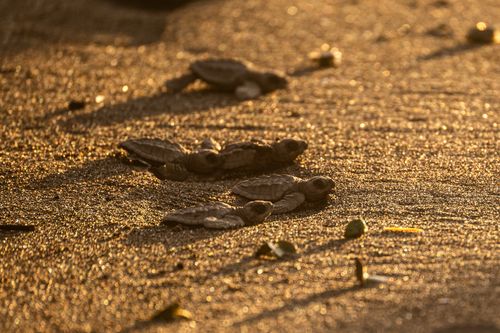 Free A group of hatchling sea turtles make their way across a sandy beach at sunrise. Stock Photo