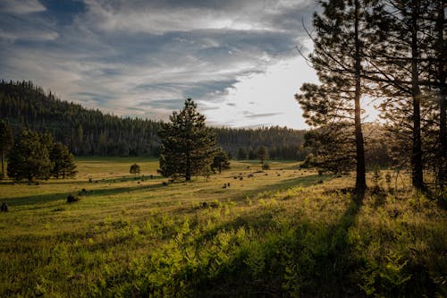 Photo of Trees on Grass Field