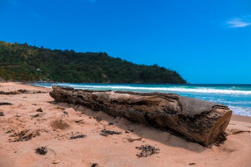 Foto stok gratis batang pohon, gelombang, horison