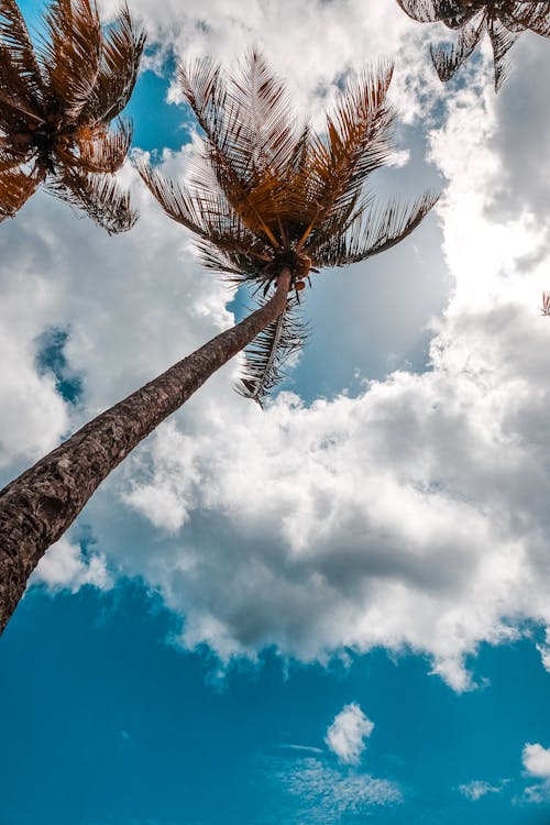 Low angle photography of brown palm trees