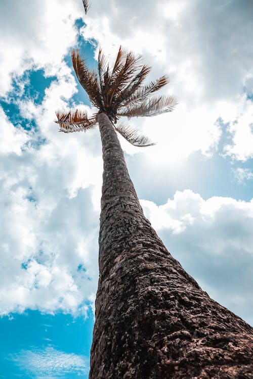 Základová fotografie zdarma na téma denní světlo, fotografie z nízkého úhlu, kokosová palma