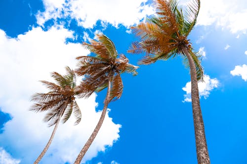 Foto stok gratis awan, langit biru, pohon kelapa