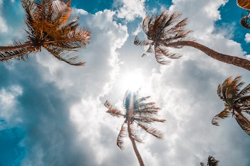 Foto stok gratis awan, langit biru, pohon